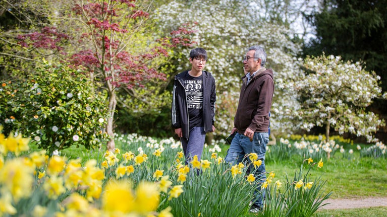 A family walks by daffodils and near magnolia trees